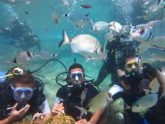 Bodrum Sualtı Dalış Turu Fotoğraf Galerisi - Ortakent Turizm 0