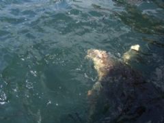 Bodrum Dalyan Akyaka Turu Fotoğraf Galerisi - Ortakent Turizm 2