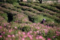 Bodrum Milas Yatağan Muğla Çıkışlı Sagalossos Burdur Isparta Güneykent Gül Hasatı Turu